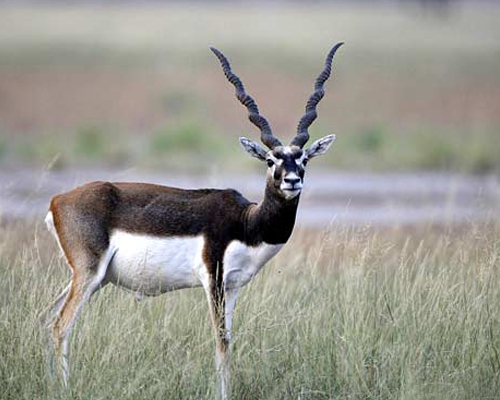 yash seva sadan dharamshala